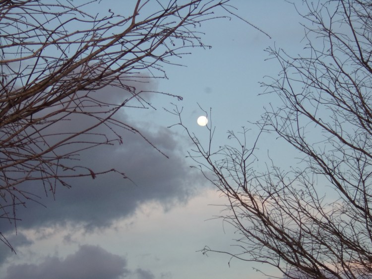 KODAK Digital Still Camera