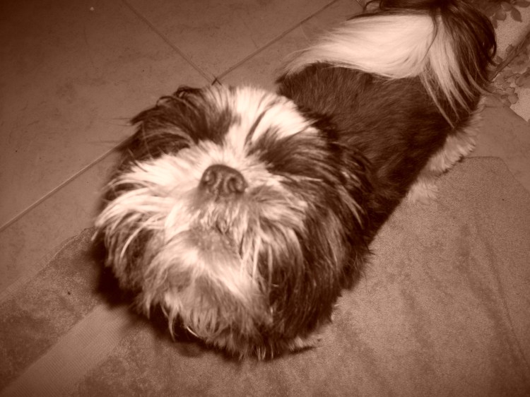 a-search-for-sue-013