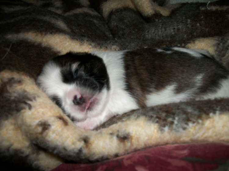 izzys-puppies-and-n-c-015