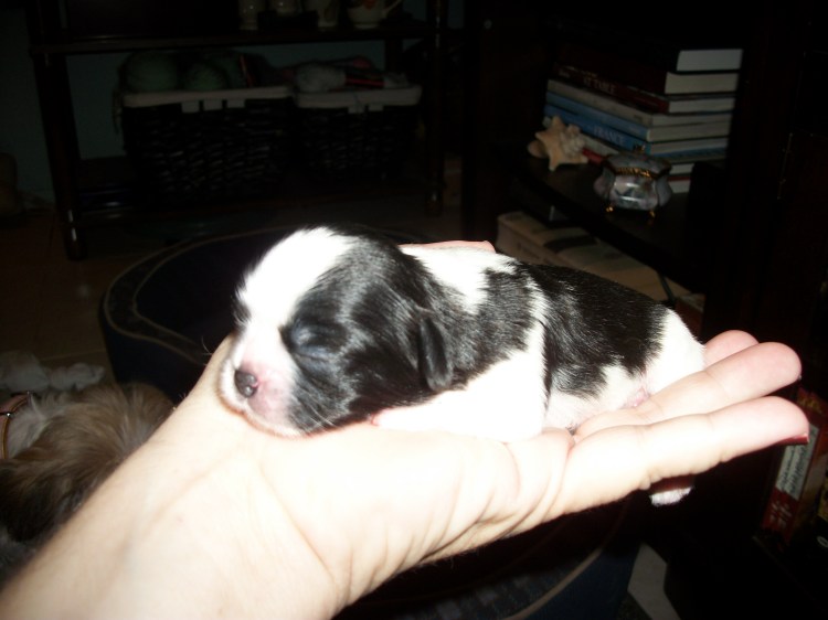 Izzy's 3rd Litter Dec 16,2011 5am 026